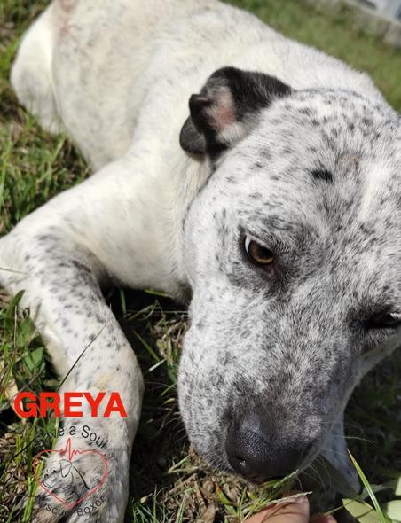 greya simil lupetta di 18 mesi Foto 5
